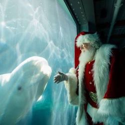 🎄🎅 🎟️ CHRISTMAS AT SEAWORLD! 🎟️🎅🎄