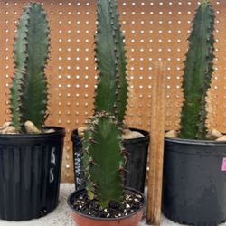 Euphorbia Ingens Candelabra  Chocolate 🍫 Drop  Big Each One 30$