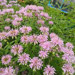 Purple Bergamot - native perennial