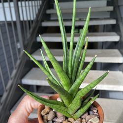 Sansevieria “Francisii” | Rare | Unusual Snake Plant |  Air Purifying