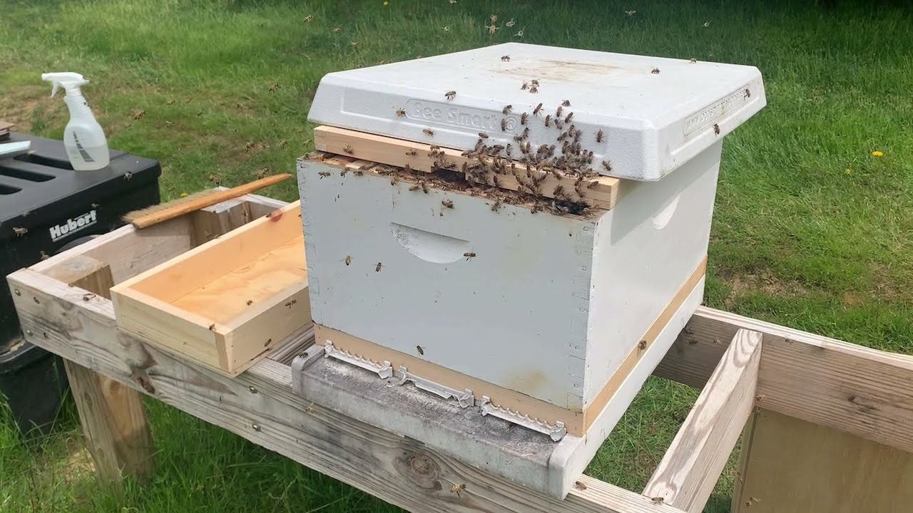 Hive