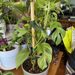 Mini Monstera , 16 Inches Tall ,  In 6 Inches Pot With Gray Ceramic Planter 