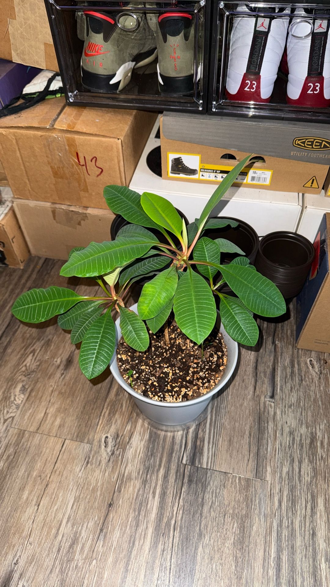 Madagascar Jewel Plant