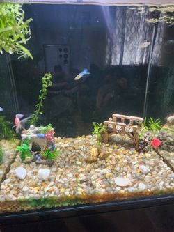 Fish Tank All Inclusive