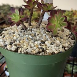 Aeonium Mardi Gras Succulent Plant 