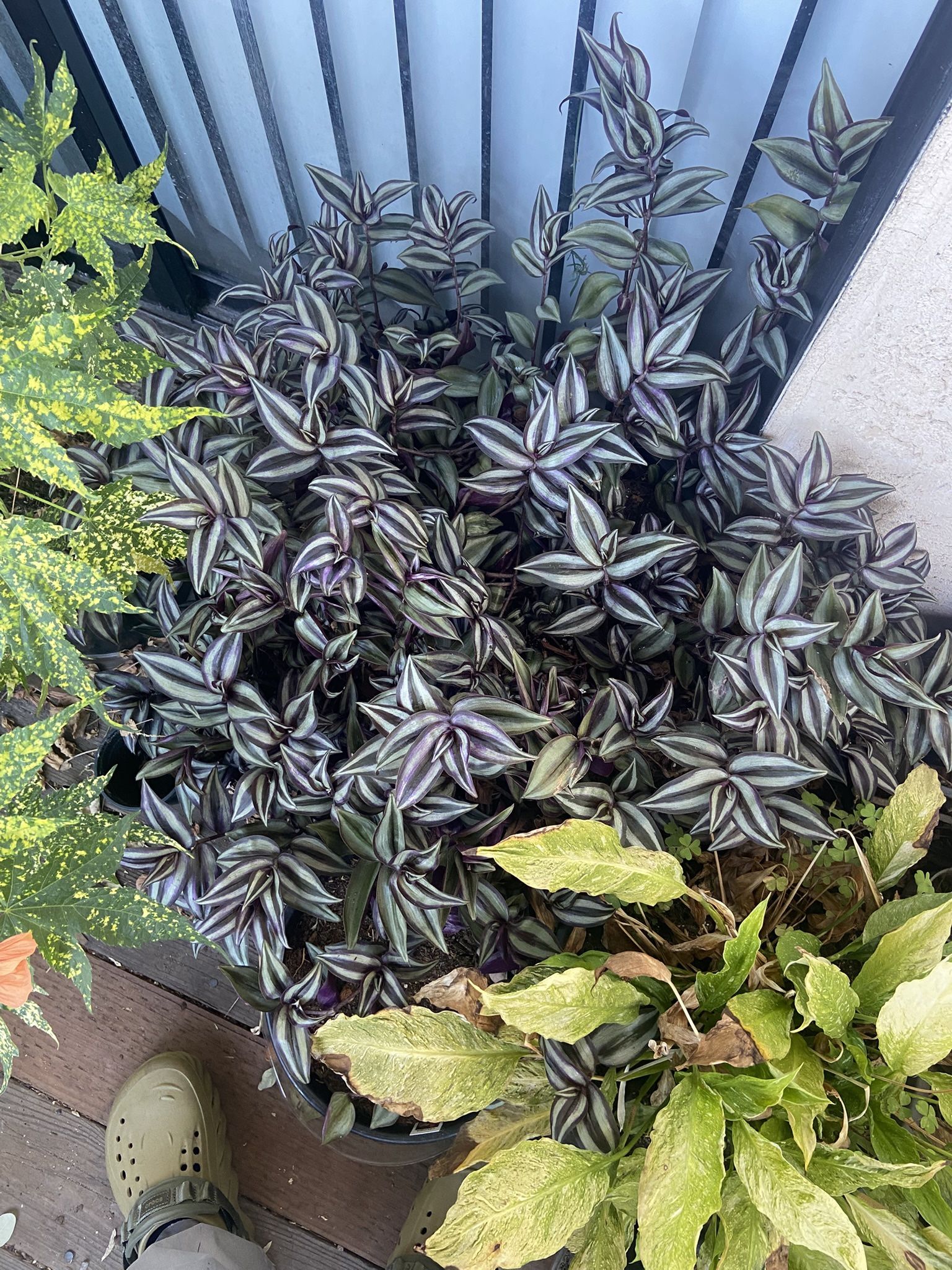 TRADESCANTIA ZEBRINA (INCH PLANT/WANDERING JEW)