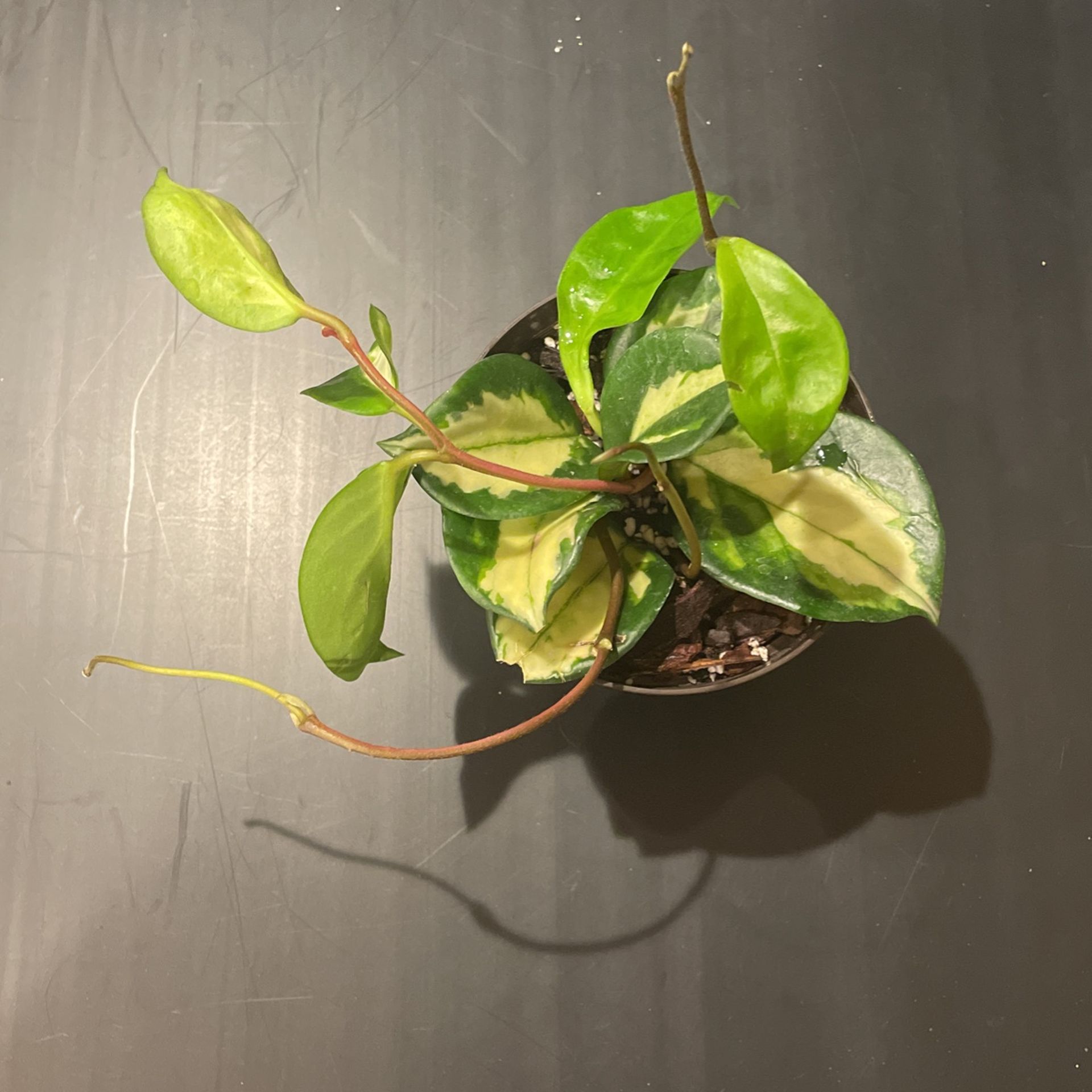 Hoya Krimson Princess Plant