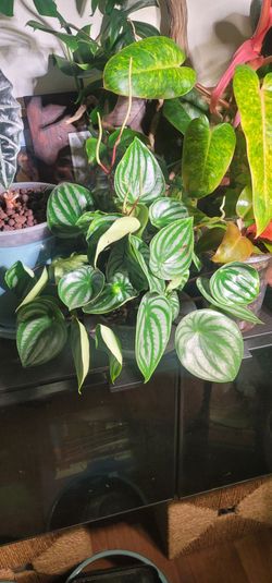 Watermelon peperomia