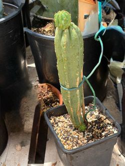 San Pedro Cactus for Sale