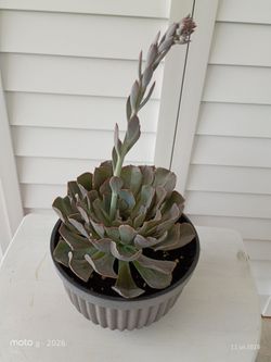 Planta Echeveria Flamingo, Una suculenta que forma rosetas parecidas a lotos con hojas largas y triangulares de color rosa salmón a púrpura claro con 