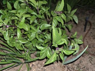 Basil mint