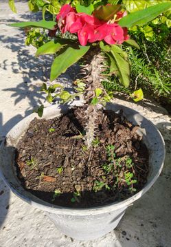 Corona de cristo