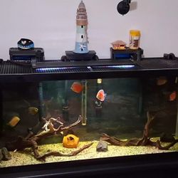 Fish Tank
