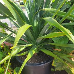 Dragon Tree