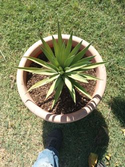 Maguey Enano, Agave.