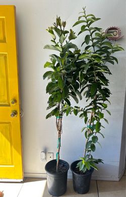 Guava trees