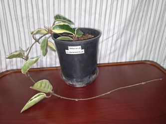 Hoya Carnosa "krimson queen" Live Plant