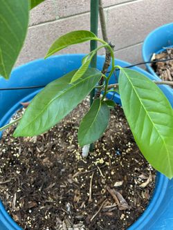 San Pablo Custard Apple