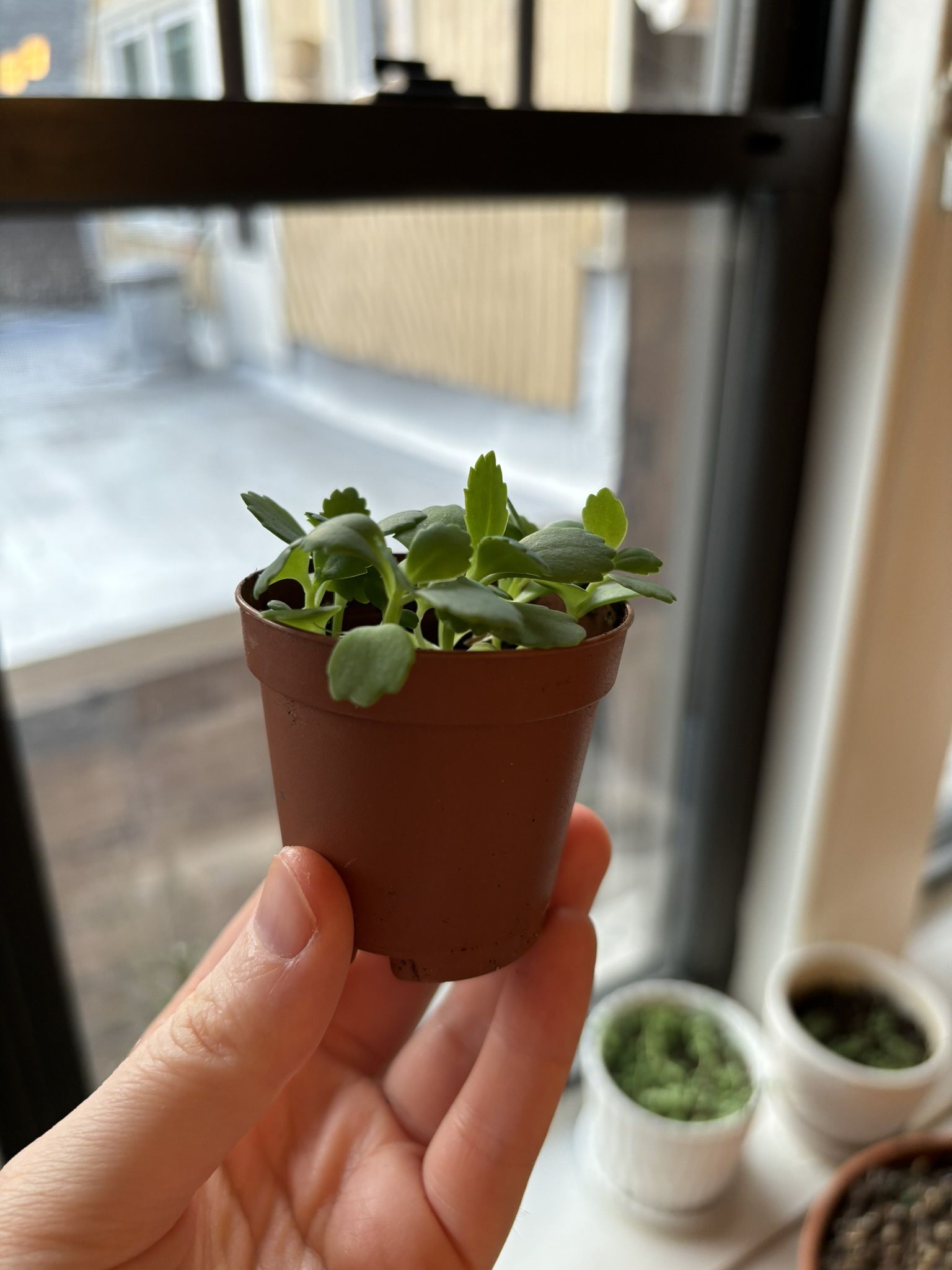 Mother Of Thousands Plant 