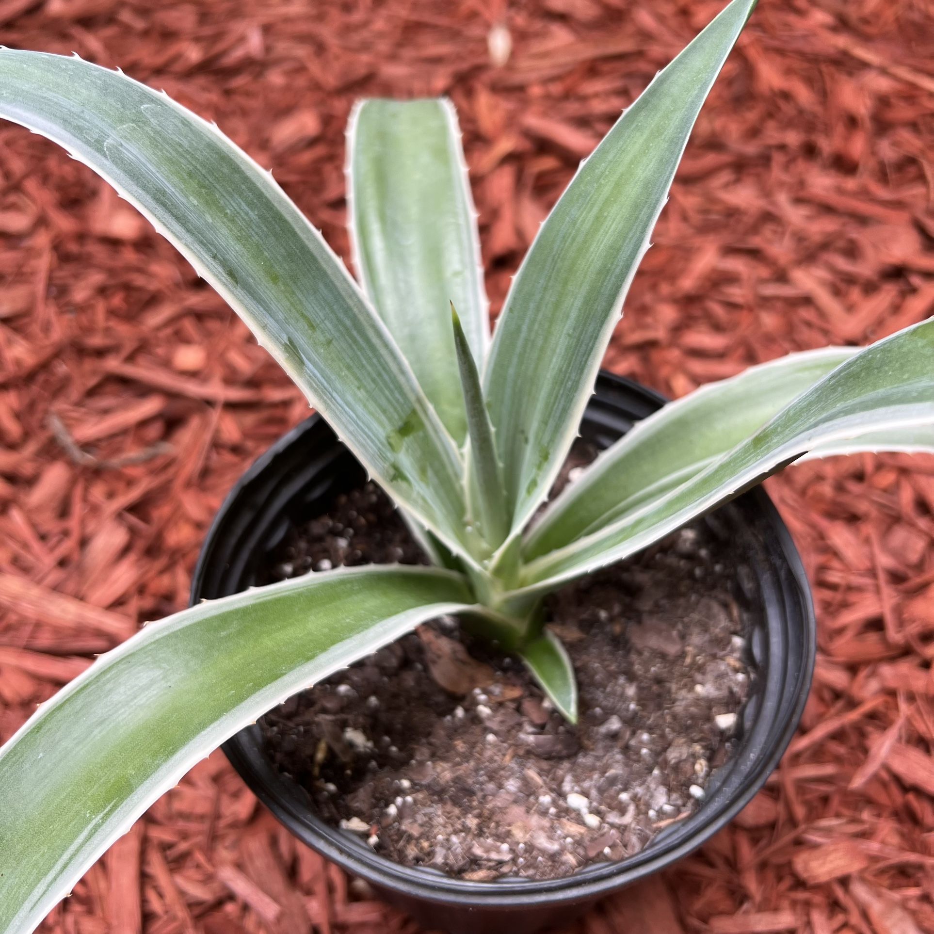 Caribbean Agave 🪴