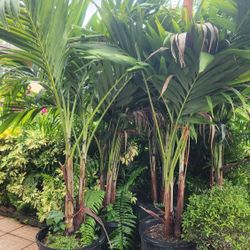 Spectacular Christmas Palms About 6 Feet Tall Measurements Over The Pot!!! Fertilized 
