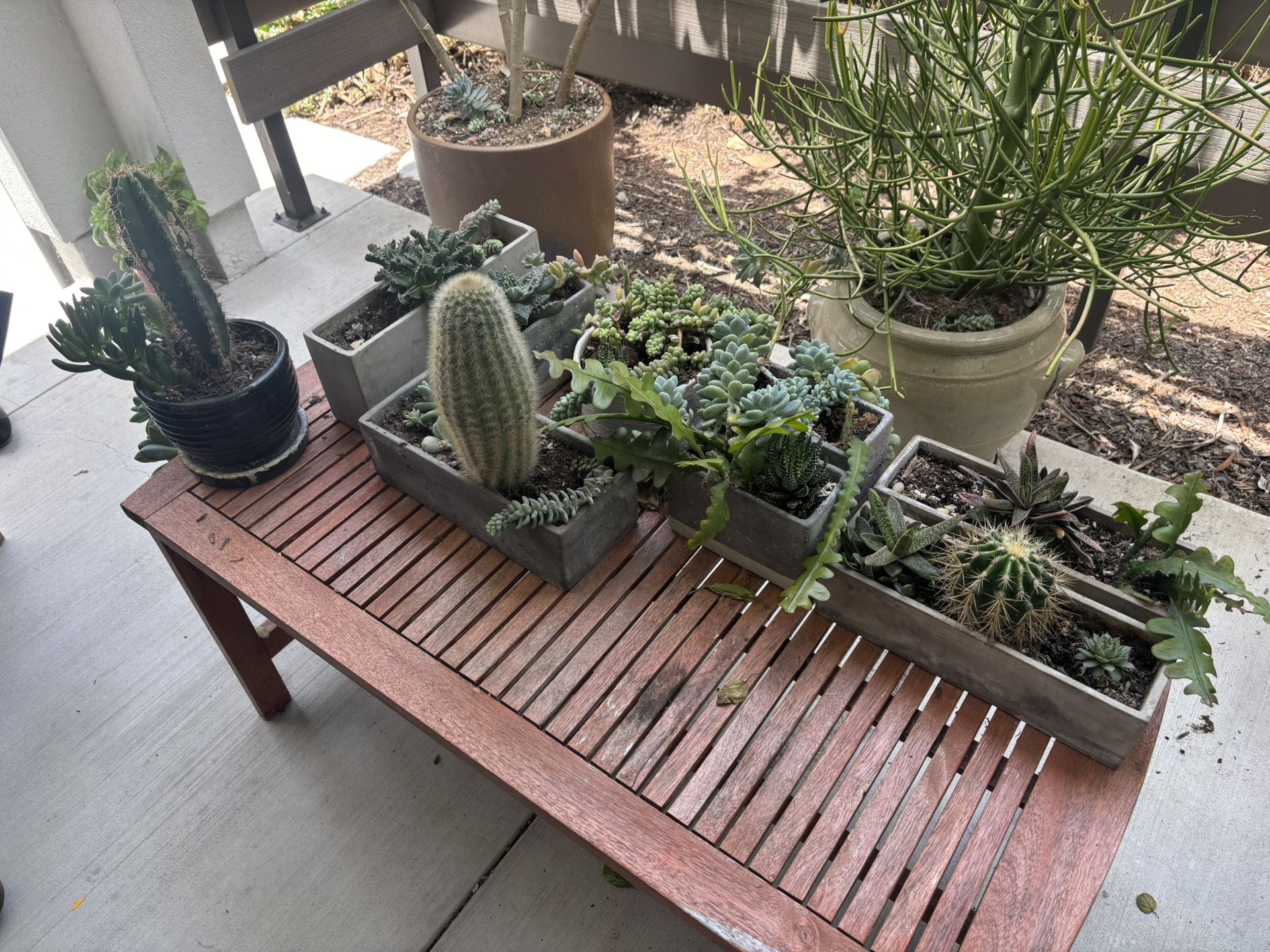 Succulents/Cactus