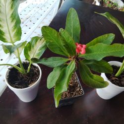 plantas $5 cada una 