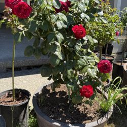large blooming rose plant : Traviata Rose