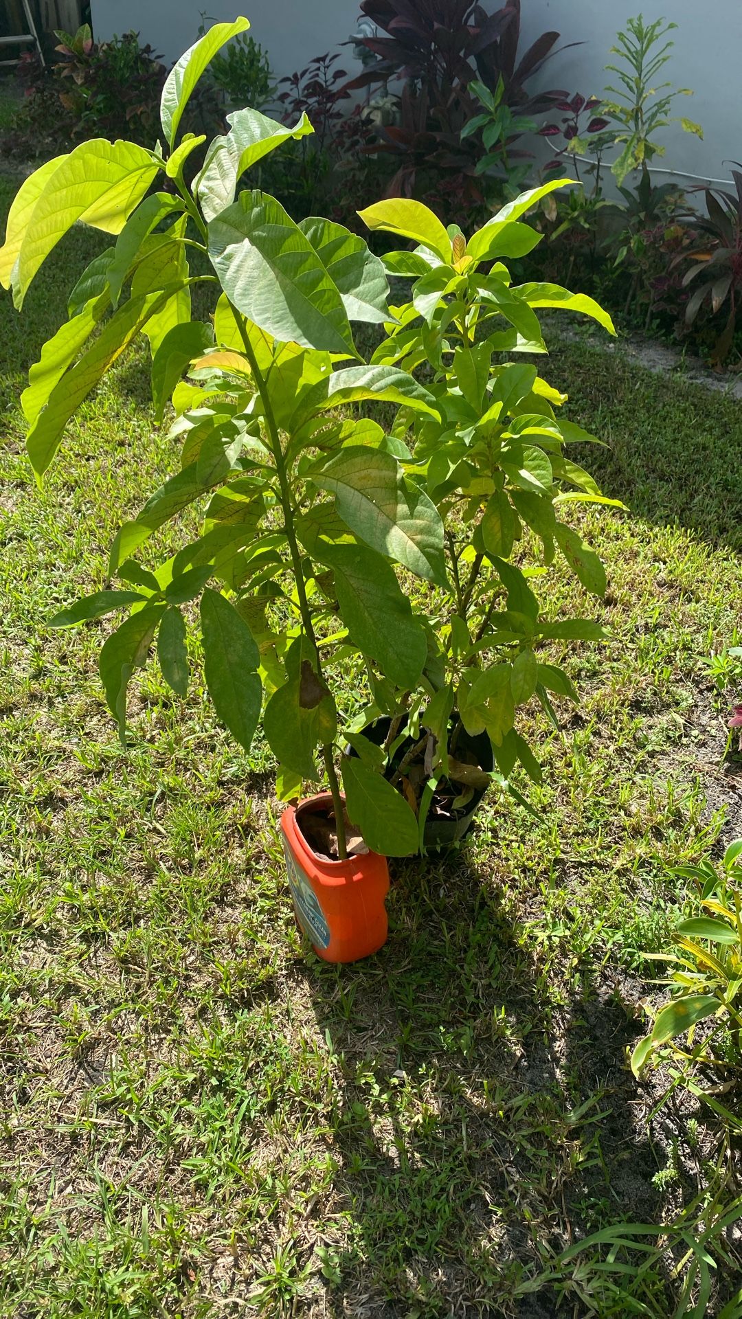 Avacardo Plants