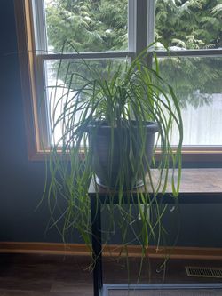 Pony Tail Palm Plant