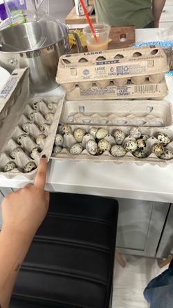 39 Fertile quail eggs (celadon blue inside)