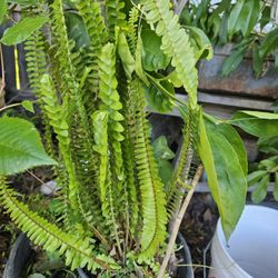 Elecho. Fern Plant