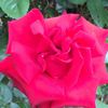 Red Rose