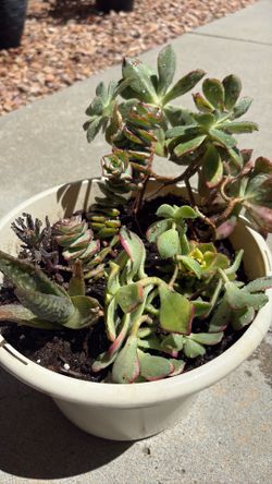 Succulent arrangement with 5 different succulents