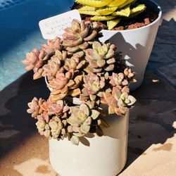 Beautiful Succulents 