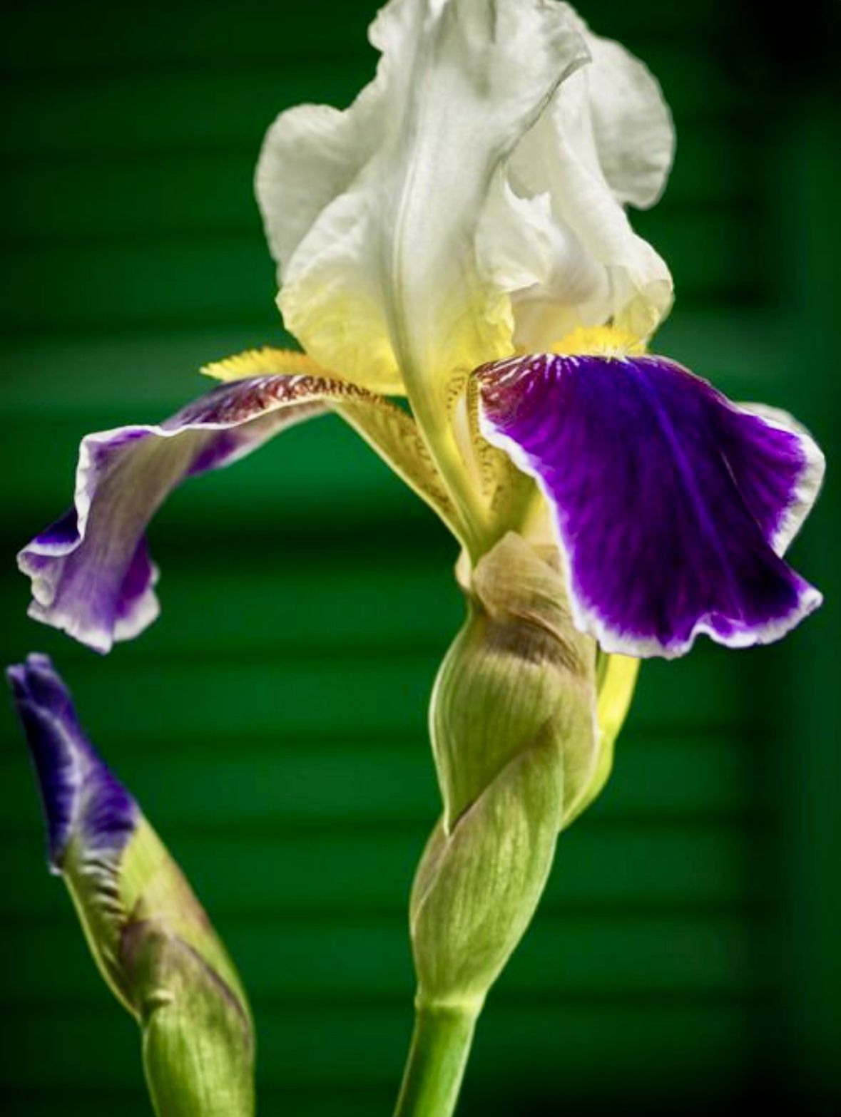 70 Bearded Iris Rhizomes (tubers / bulbs)