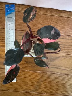 Philodendron pink princess plant