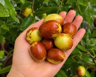 Li Jujube Trees (Chinese Dates) – Ripe Fruit Ready to Eat! 🍎 | 李枣 (李棗) | Táo tàu Li | 리 대추나무