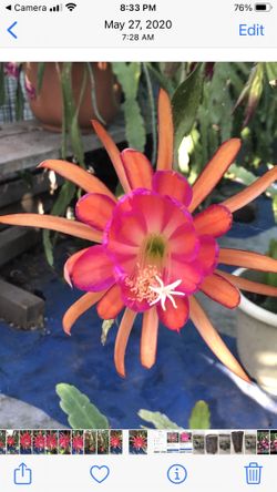 Epiphyllum