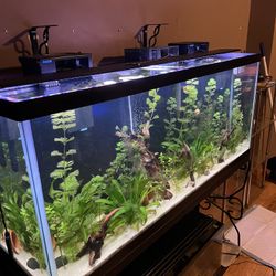 55 Gallon Full Set Up. Everything You See