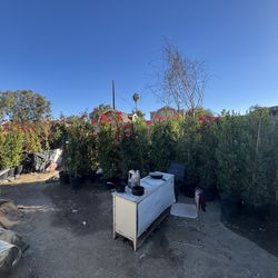 Plants/trees 