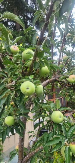 Granny Smith Apple.