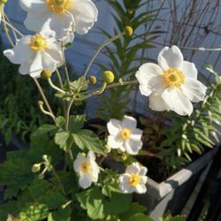 Honorine Jobert Anemone.