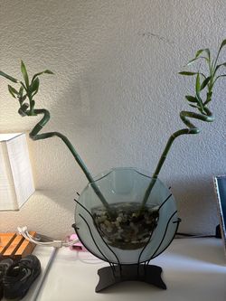 Lucky Bamboo Plant in Glass Vase with Stand
