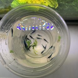 Aquarium / Fish Tank 