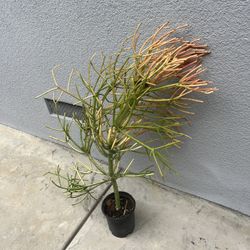 Fire Stick Succulent - Orange/yellow Sticks