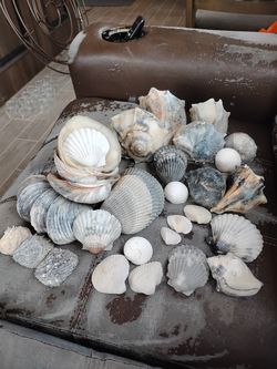 Seashell set