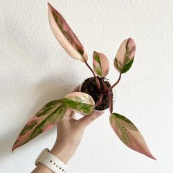 Philodendron Strawberry Shake 