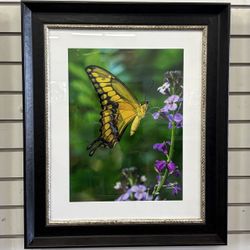 Paul Milley Butterfly & Purple Flowers Framed Photograph