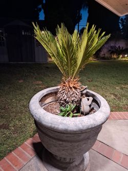 Sago Palm